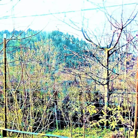 Leyla Castel Brasov